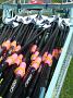 rowing-2011 005
